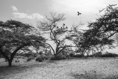 Voltures lean on branches in the desert.